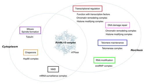 Figure 3. The RUVBL1/2 complex participates in diverse cellular processes. The RUVBL1/2 complex is composed of RUVBL1 and RUVBL2, and both proteins possess ATPase activity. The RUVBL1/2 complex is localized to nucleus and cytoplasm, and participates in diverse cellular processes together with specific interactors (shown below each box). The ATPase activity of the RUVBL1/2 complex is thought to essential for their functions in each process. The atomic structure of RUVBL1 is derived from reference Citation84.