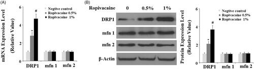 Figure 2. Ropivacaine treatment increases the expression of mitochondrial fission protein DRP1. Human SH-SY5Y neuronal cells were treated with 0.5% and 1% ropivacaine for 72 h. (A) Ropivacaine increases the expression of DRP1, but not Mfn 1 and Mfn2 at the mRNA level; (B) Ropivacaine increases the expression of DRP1, but not Mfn 1 and Mfn 2 at the protein level (*, #, P < .01 vs. previous column group).