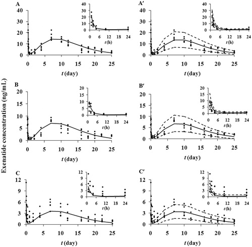 Figure 4. Observed and predicted serum exenatide concentrations-time profiles after a single administration of microspheres at the exenatide dose of 1 (A), 0.5 (B) and 0.25 (C) mg/rat in diabetic rats. The solid dots represent individual data from rats and the solid lines represent the model fit lines. VPC of the proposed pharmacokinetic model (exenatide dose: 1 (A′), 0.5 (B′) and 0.25 (C′) mg/rat). The ranges between the dotted lines depict the 90% confidence intervals. The solid lines present the medians of simulated data. The solid dots are the observed concentrations. The insets show the concentration versus time curves from 1 to 24 h.