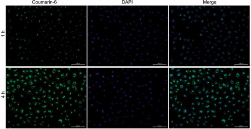 Figure 4. CLSM images of the A549/PTX cells recorded following incubation with coumarin-6-loaded PRES NPs (time: 1 and 4 h).