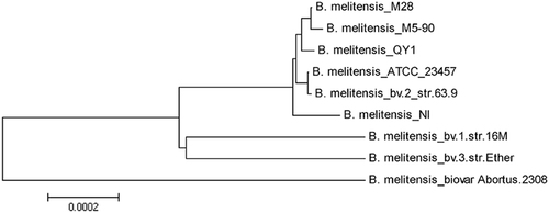 Fig. 6 Phylogenetic tree based on the whole genomes of nine selected B. melitensis strains.The evolutionary history was inferred using the neighbor-joining method. The optimal tree (with branch length sum = 0.00316668) is shown. The tree is drawn to scale, with branch lengths in the same units as those of the evolutionary distances used to infer the phylogenetic tree