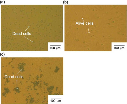 Figure 4. Photographs of SKOV-3 cells cultured on PVC membrane (a) with and (b) without bis(12-crown-4), NPOE, and K-TCPB and (c) with NPOE only. SKOV-3 cells were cultured on each substrate for 54 h.