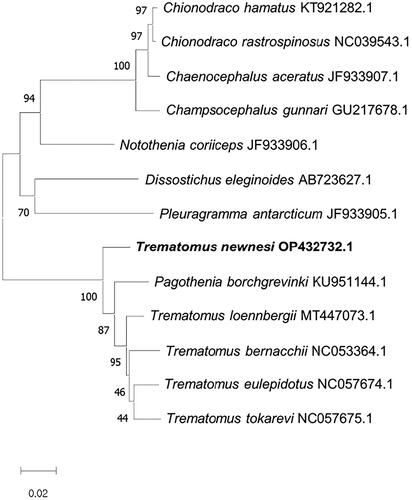 Figure 3. Phylogenetic tree for the genus Trematomus, with outgroup species, with MEGA (version 11.0.13) by the Likelihood method and JTT model based on 13 protein-coding genes. The scientific name and GenBank number were included for each species.