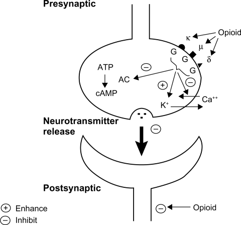 Figure 2 Opioid receptors.