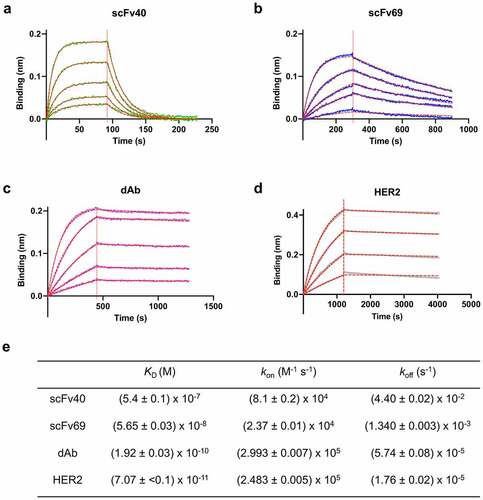 Figure 2. Binding curves showing the association and dissociation of different masks to trastuzumab. a) scFv40 (green: 46, 92, 184, 369, 738 nM). b) scFv69 (blue: 25, 100, 200, 300, 600 nM). c) dAb (purple: 1.7, 3.4, 6.9, 13.7, 27.5 nM). d) HER2 (gray: 0.9, 1.7, 3.4, 6.9 nM). In all cases, the dotted red line shows the best fit of the data to 1:1 binding model. e) Kinetic and thermodynamic parameters (KD, kon, koff) obtained from the best global fit of the association/dissociation data to a 1:1 binding model. The errors given are fitting errors from the global fitting.