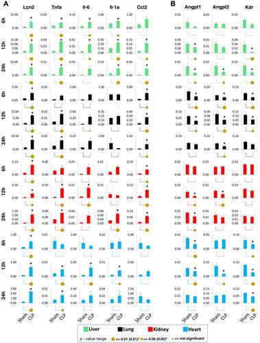 Figure 4 Quantitative polymerase chain reaction (qPCR) gene expression measurements of selected inflammatory (A) and endothelial-related (B) transcripts across multiple organs in CLP-induced polymicrobial sepsis. Total RNA from heart, lungs, kidneys, and livers was used in reverse transcription reactions with oligo-dT primers. cDNA was used in qPCR with gene-specific primers.Citation14 Data are represented as mean±standard error of the mean (n=6 mice in each group). Statistical differences between two means (p-value) are shown by the size of the solid circles and additionally denoted with an asterisk (*): p<0.05 by a small circle, p<0.01 by a large circle.Citation14