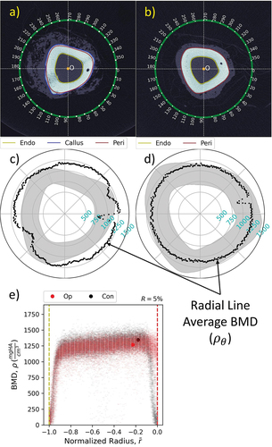 Figure 5. Comparison of paired slices from operated and contralateral limbs located ~68 mm proximal to the centre of osteotomy where little callus is present. a/b) images after boundary detection and resampling in 1-degree circumferential increments. c/d) radial line average BMD (ρˉθ) superimposed over the cortical cross-section shape in each image for reference. e) point cloud of BMD (ρ) distribution in each cross section. Representative densities for operated (Pop) and contralateral (Pco) slice images are indicated by the large dots. Moderate cortical remodeling was measured for this slice (R = 5%).