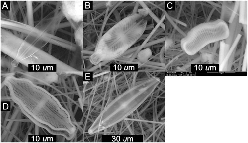 FIGURE 4. ESEM images of pennate diatoms found in QSD3. (A) Brachysira vitrea, 28 × 6.5 µm; (B) Placoneis elginensis, ∼30 × 10.3 µm; (C) Eunotia sp. cf. E. tenella, 19.7 × 6.3 µm; (D) Luticola sp. cf. L. nivalis, 31 × 10.5 µm; (E) Craticula sp., 65 × 15.5 µm.