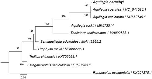 Figure 1. Phylogenetic tree reconstruction of 10 taxa in Ranunculaceae including 4 taxa in Aquilegia using maximum likelihood (ML) methods based on whole cp genomes. ML bootstrap support value presented at each node.