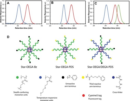 Figure 1 Synthesis of star polymers. (A–C) Size exclusion chromatographs of star polymers. (A) POEGA stars with unreactive peripheral moieties (“BSPA”) (blue) and POEGA-BSPA arms (red). (B) POEGA stars with thiol reactive moieties (“PDS”) (blue) and POEGA-PDSD arms (red). (C) POEGA/PDEGA (50/50) stars with thiol reactive groups on the PDEGA arms (“DEG”), POEGA-BSPA arms (red) and PDEGA-PDSD arms (green). (D) Schematic of the star polymers.Abbreviations: Star-OEGA-Bz, Star polymers incorporating a POEGA corona with BSPA; POEGA, Poly oligo (ethylene glycol) methyl ether acrylate.