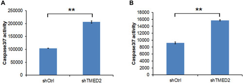 Figure 8 Caspase 3/7 activity in MM.1S (A) and RPMI 8226 cells (B) transfected with the shRNA targeting TMED2. **p<0.01.