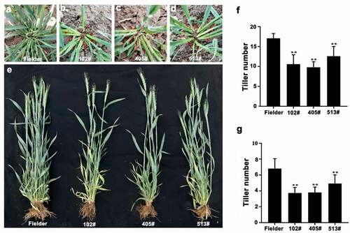 Figure 4. (a–d) Morphological characteristics of wild-type Fielder and T2-generation TaOTUB1-RNAi transgenic wheat in the jointing stage. Red arrows indicate the positions of tillers. (e) Morphological characteristics of wild-type Fielder and T2-generation TaOTUB1-RNAi transgenic wheat in the heading stage. (f) Statistical analyses of the tiller numbers of the wild-type Fielder and three independent transgenic lines in the jointing stage (n = 15, **P <0 .01). (g) Statistical analyses of the tiller numbers of the wild-type Fielder and three independent transgenic lines in the heading stage (n = 15, **P <0 .01).