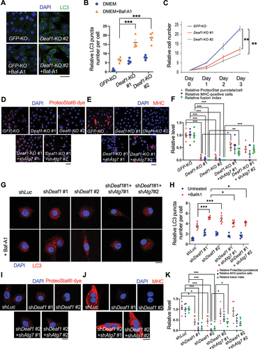 Figure 4. Deaf1 depletion induces autophagy and represses proliferation and differentiation of C2C12 myoblasts and primary MuSCs. (A–B) Deaf1 deficient myoblasts exhibit increased autophagy. GFP− or Deaf1-knockout clones of C2C12 cells were cultured in DMEM with or without Bafilomycin A1 (BafA1) for 4 h and then subjected to immunofluorescence with anti-LC3B antibody (green) and DAPI (blue) (A). LC3 puncta were quantified in (B). Scale bar: 20 µm. (C) Deaf1 depletion suppresses cell growth. Cell counts on day1–3 after seeding. (D–F) Deaf1-knockout C2C12 myoblasts exhibit reduced protein aggregates and defects in differentiation due to autophagy overactivation. Deaf1-KO C2C12 infected with or without lentivirus expressing shAtg7 cultured in DMEM with 10% FBS or with 2% horse serum (for induction of muscle differentiation) and subjected to immunofluorescence with ProteoStat® aggresome dye (D, red) to monitor protein aggregates or anti-MHC antibody (E, red) to indicate differentiated cells. Protein aggregates, differentiated cells, and fusion index, were quantified in (F). Nuclei were stained with DAPI (blue). Scale bar: 50 µm. (G–H) Deaf1 knockdown increases autophagy flux in MuSCs. Purified MuSCs from mouse muscles infected with lentivirus expressing shLuc (control), shDeaf1, or shDeaf1 together with shAtg7, were treated with or without Baf-A1 for 4 h and subjected to immunofluorescence with anti-LC3B antibody (red) and DAPI (blue) (G). LC3 puncta were quantified in (H). Scale bar: 10 µm. (I–K) Deaf1 knockdown decreases protein aggregates and blocks MuSC differentiation. Purified MuSCs infected with lentivirus expressing shDeaf1 were cultured with or without 2% horse serum, subjected to immunofluorescence with ProteoStat® aggresome dye (I, red) or anti-MHC antibody (J, red), and quantified in (K). Nuclei were stained with DAPI (blue). Scale bar: 10 µm.