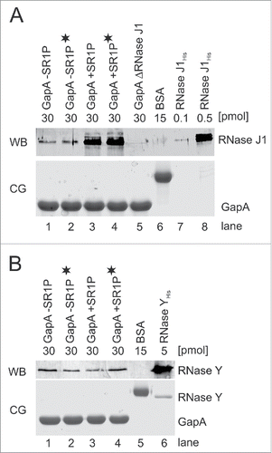 Figure 4. RNases J1 and Y co-purify with GapA. Co-elution assays Citation22 followed by Western blotting as described in Materials and Methods. A) Top: Western blot (WB) for detection of co-eluted RNase J1 within GapA preparations. GapAStrep was either purified from B. subtilis DB104 (ΔamyE::gapAStrep), DB104 (Δsr1::phleo; ΔamyE::gapAStrep) or DB104 (ΔrnjA::spec; ΔamyE::gapAStrep). To exclude that RNA bridges a possible interaction, an aliquot of the protein crude extracts was incubated with RNase A prior to protein purification (indicated by black asterisk). BSA and RNase J1His purified from E. coli serve as controls. RNase J specific antibodies were used. Bottom: Coomassie stained gel (CG) of the Western blot (loading control). The amount of protein loaded onto the gels is indicated. (B) Top: Western Blot (WB) as in (A) for detection of co-eluted RNase Y within GapA preparations. RNase Y specific antibodies were used. Bottom: CG of Western blot as loading control. The amount of protein loaded onto the gels is indicated.