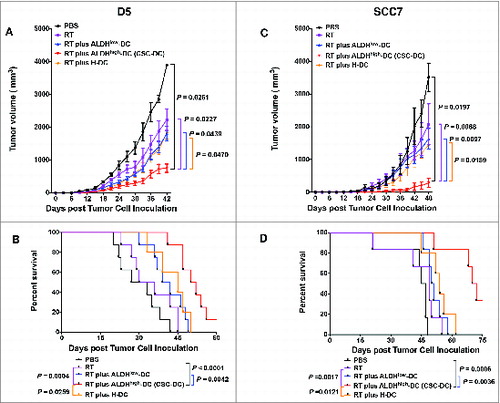 Figure 1. Immunotherapeutic potential of cancer stem cell-stimulated dendritic cells. A cancer stem cell-dendritic cell (CSC-DC) vaccine significantly augments the therapeutic efficacy of local tumor radiation therapy (RT) in the established D5 melanoma model (A, B) and SCC7 squamous cell carcinoma model (C, D). (A, C) Mice (n = 5–11 mice/group) bearing 5-day established sc. tumors were subject to treatment with PBS, RT alone, RT plus heterogeneous DCs (H-DCs), RT plus ALDHlow-DCs or RT plus ALDHhigh-DCs (CSC-DCs) vaccine, as indicated. Treatment was repeated on day 12 and 19 respectively. Tumor volume (mean ± SEM) is shown. (B, D) Survival curves of tumor-bearing mice (n = 5–11 mice/group) subject to PBS, RT alone, RT plus H-DC, RT plus ALDHlow-DC or RT plus ALDHhigh-DC (CSC-DC) vaccine, respectively. Data are representative of 3 experiments performed.