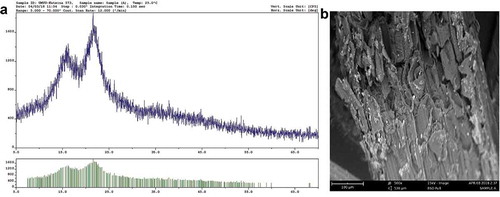 Figure 5. (a) XRD of Bamboo fiber; (b) SEM micrograph of bamboo fiber