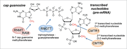 Figure 1. mRNA cap structure and mRNA capping enzymes. Structure of mRNA cap and action of mRNA capping enzymes.