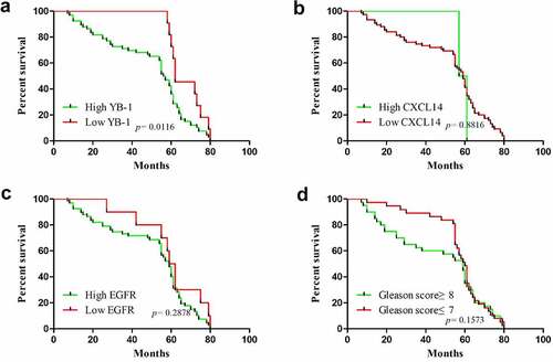 Figure 8. Correlation between overall survival of prostate cancer patients in YB-1, EGFR and CXCL14 expressing tissues. (a) The overall survival of prostate cancer patients with a high expression level of YB-1 was much lower than that of patients with a low level of YB-1(P = 0.0116); (b-d) There was no significant difference in the overall survival of prostate cancer patients with EGFR or CXCL14 expression levels or with Gleason score