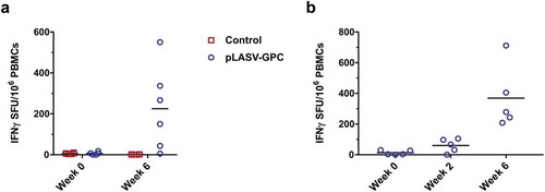 Figure 5. Pre-challenge LASV-specific cellular responses. Specific cellular responses to LASV GPC peptides were measured by IFNγ ELISpot as described in the methods. (A) Pre-challenge LASV-specific cellular responses at the indicated timepoints post-immunization for control and pLASV-GPC DNA-immunized NHPs described in Figure 2. (B) LASV-specific cellular responses at the indicated timepoints post pLASV-GPC immunization for NHPs in a follow-up study with the same immunization protocol as (A).