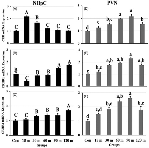 Figure 3. Effects of immobilization stress on relative mRNA expression levels of CRH (A), CRHR1 (B), and CRHR2 (C), in the NHpC and CRH (D), CRHR1 (E), and CRHR2 (F) in the PVN. Fold changes of relative expression levels were found using 2−ΔΔCt method after normalization with internal controls (GAPDH or β-actin). Means ± SEM were determined for each gene. Significant differences (p < 0.05) among groups were specified by different letters above each bar or histogram.