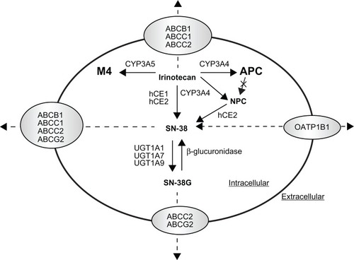 Figure 2 Schematic illustration of irinotecan disposition pathway. Irinotecan is activated to 7-ethyl-10-hydroxycamptothecin (SN-38) by human carboxylesterase 1 and 2 (hCE1 and hCE2), and SN-38 is subsequently detoxified by UGT1A1 to a β-glucuronide derivative, SN-38G. In addition, irinotecan undergoes CYP3A4-mediated oxidation to form the inactive metabolites 7-ethyl-10-(4-N-(5-aminopentanoic acid)-1-peperidino) carbonyloxycamptothecin (APC) and 7-ethyl-10-(4-amino-1-peperidino) carbonyloxycamptothecin (NPC), and NPC also undergo a subsequent conversion by hCE2 to SN-38. Irinotecan and its metabolites (ie, SN-38 and SN-38G) are also transported by the ABC transporters including ABCB1, ABCC1/2, or ABCG2 or the organic anion transporting polypeptide 1B1 (OATP1B1).Adapted and reprinted by permission from the American Association for Cancer Research: van Erp NP, Baker SD, Zhao M, et al. Effect of milk thistle (Silybum marianum) on the pharmacokinetics of irinotecan. Clin Cancer Res. 2005;11:7800–7806.