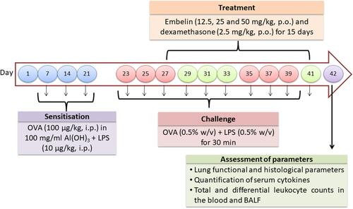Figure 2 Study protocol followed to evaluate the effect of embelin against OVA-LPS-induced asthma model.
