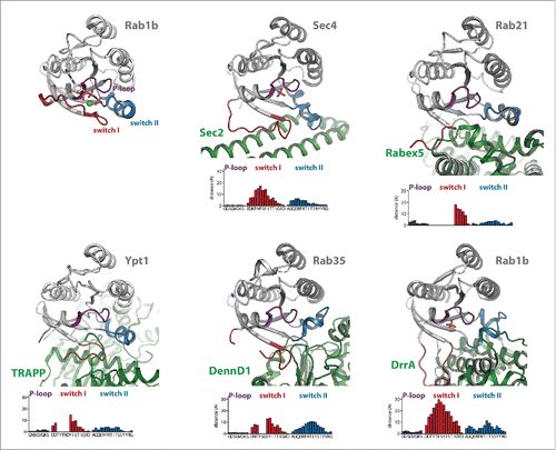 Figure 2. Conformational changes during GEF-catalyzed nucleotide exchange. (a) Structures of Rab1b:GppNHp (pdb id 3NKV) and the Rab:GEF complexes Rab21:Rabex-5 (pdb id 2OT3), Ypt1:TRAPP (pdb id 3CUE), Rab35:DennD1 (pdb id 3TW8) and Rab1b:DrrA (pdb id 3JZA) Sec 4:Sec 2 (pdb id 2EQB and 2OCY). The relative distance of residues of the different Rab proteins (Cα-positions) within the P-loop, switch I and switch II compared with Rab1b:GppNHp is shown below each structure, highlighting the structural changes during GEF-catalyzed nucleotide exchange. Note the structures of Sec 4:Sec 2 in the presence of a PO42−-ion (pdb id 2EQB) and Sec 2:Sec 4 in the absence of a PO42−-ion (pdb id 2OCY), showing the collapsed state of the P-loop due to missing interactions with a negatively charged ion. (b) A comparison of the P-loop conformation of myosin bound to a nucleotide analogon (ADP-Metavanadate; pdb id 3MJX) and of the P-loop conformation of myosin in the absence of any nucleotide (pdb id 2AKA) indicates that the collapsed state of the P-loop is solely caused by missing interactions with a negatively charged phosphate group, not by binding of an exchange factor.