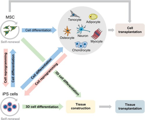 Figure 1 Potential application of MSC and iPS cells in preclinical and clinical transplantation.