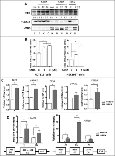 Figure 3. SAHA treatment increases TFEB transcriptional activity. (A) HCT116 cells were treated with 1 µM SAHA as indicated. The cytosolic and nuclear fractions were then prepared for western blotting as indicated. Starvation by EBSS was used as positive control. TUBA4A and LMNA were used as quality control for the cytosolic and nuclear fractions, respectively. (B) HCT116 or HEK293T cells were transient transfected with the TFEB-luciferase reporter construct and then treated with SAHA (1 or 2 μM) for 12 h, respectively. The relative luciferase units (RLU) were then measured. (C) HCT116 cells were treated with SAHA (1 μM) for 12 h and cells were harvested for RNA extraction. Real-time PCR was performed to determine the mRNA level of TFEB target genes (TFEB, LAMP1, CTSB, UVRAG and ATG9B), and GAPDH was used as an endogenous control. (D) HCT116 cells were treated with SAHA 1 μM for 12 h. The cells were then harvested and the ChIP assay was performed to analyze the binding of TFEB to the promoter regions of its targets (LAMP1 and ATG9B). The putative sites were predicted by the conserved TFEB binding sites CACGTG. Numbers indicate the nucleotide position relative to the ATG site. The numeric data in panels (B, C and D) are presented as mean ± SD from 3 independent experiments and statistical significance is indicated in the bar charts (* P < 0.05, ** P < 0.01).