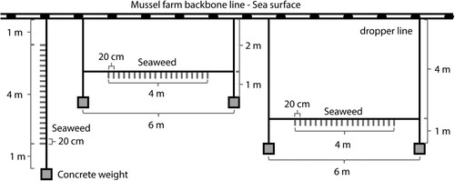 Figure 3. Schematic of grow line configurations showing a vertical line to the left, a horizontal line (2 m depth) in the middle, and a horizontal line (4 m depth) to the right. Individuals were spaced 20 cm apart on the lines.