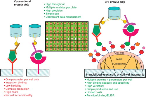 Figure 6. GPI-protein chip vs. conventional protein chip. For the construction of GPI-protein chips appropriate recombinant receptors, binding-proteins or antibodies are simultaneously expressed as GPI-anchored cell wall proteins in yeast cells upon transfection with several multicopy plasmids. The GPI-protein chips are prepared by immobilization of either whole yeast cells or cell wall fragments derived thereof using chemical crosslinking. The techniques for reading out the bound ligands (i.e., sample analytes) by the CCD camera are similar to conventional protein chips. Conventional protein chips and GPI-protein chips share a number of advantages, with additional strengths of the latter vs. the former.