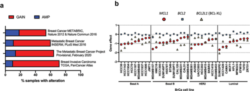 Figure 2. MCL-1 importance in breast cancer patients and breast cancer cell lines. (A) MCL1 is frequently increased in breast tumours. Genomic gain (red) or amplification (blue) of MCL1 occurs in up to 72% of breast cancer samples assayed for copy number alteration in non-redundant datasets composed of greater than 100 samples curated in cBioportal [Citation39–43]. (B) Essentiality of pro-survival BCL-2 family members in breast cancer. This graph illustrates the functional importance of pro-survival members of the BCL-2 family in a compendium of “CRISPR knockout screens” across breast cancer cell lines from the Cancer Cell Line Encyclopaedia (CCLE). TNBC cell lines are often split into Basal A and B subgroups, where Basal A represents a tumour subtype which is more representative of basal-like tumours and Basal B is increasingly claudin-low and stem/mesenchymal -like. A lower gene effect score indicates an increased likelihood that the gene is essential in a given cell line. A gene effect score of 0 infers non-essentiality, whereas a gene effect score of −1 represents the median of all pan-essential genes (https://depmap.org/portal/) DepMap 21Q2 dataset [Citation123].