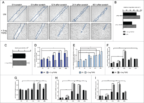 Figure 7. Increased FAM13A expression during cellular migration of A549 cells around a cell wound: role of TGFβ. (A) Scratched A549 cell layer. Photos were taken 0, 6, 12, 24, and 48 h after the scratch to detect cellular migration. Upper panels show untreated (UN, N = 3) A549 cells, lower panels A549 cells treated with 3 ng/mL TGFβ (+ 3 ng TGFβ, N = 3). The scratch is highlighted in blue. (B) Relative migration rate in percent of scratched A549 cells left untreated or treated with 3 ng/mL TGFβ. (C) Cell count of scratched A549 cells left untreated (UN, N = 3) or treated with 3 ng/mL TGFβ (+ 3 ng TGFβ, N = 3). (D–I) Quantitative real-time PCR analysis of FAM13A (D), FAM13ARHOGAP (E), HIF1A (F), AKT (G), EGFR (H), and ETS1 (I) in scratched A549 cells left untreated (UN, N = 3) or treated with 3 ng/mL TGFβ (+ 3 ng TGFβ, N = 3). Data are shown as mean values ± s.e.m. using Student's two-tailed t-test *p = 0.05; **p = 0.01, ***p = 0.001.