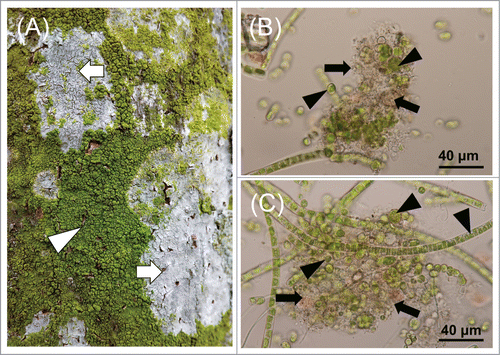 Figure 3. Corticolous algae. (A) They are inhabitants of tree barks from the areas at different altitudes and are often recognizable as light green or orange colored patches. (B–C) Corticolous algae were observed under a light microscope. We found a high frequency of co-occurrence of fungi (arrows) and green algae (arrowheads) in this micro-niche.