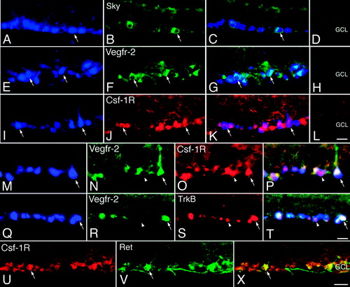 Figure 5.  Immunohistochemical localization of receptor tyrosine kinases (RTKs) in retrogradely filled retinal ganglion cells. Adult rat retinal ganglion cells (RGCs) were retrogradely filled with True Blue from the superior colliculi, and cross-sections of the retinas were subjected to epifluorescence immunohistochemistry. A, E, I, M, and Q: Micrographs showing RGCs with True Blue fluorescence (blue). B: Sky; F, N, and R: Vegfr-2; V: Ret immunoreactivity (green). J, O, and U: Csf-1R; and S: TrkB immunoreactivity (red). C, G, K, P, T, and X: Merge of panels to the left on same row. Arrows indicate labelled (A–K) and double-labelled (M–X) True Blue-identified RGCs. Arrow-heads indicate single-labelled RGCs. D, H, and L: Negative controls (GCL = ganglion cell layer). Scale bars in L and T are 25 μm and are also valid for A–T. Scale bar in X is 40 μm, also valid for U and V.