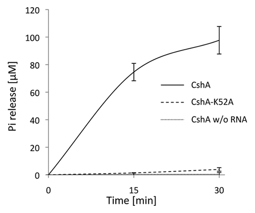Figure 1. ATPase activity of CshA is RNA dependent. ATPase activity expressed in µM of Pi released, for wild type CshA (solid lines) and the K52A mutant (dashed lines) in the presence of RNA and in the absence of RNA (dotted lines). Error bars show the standard deviation.