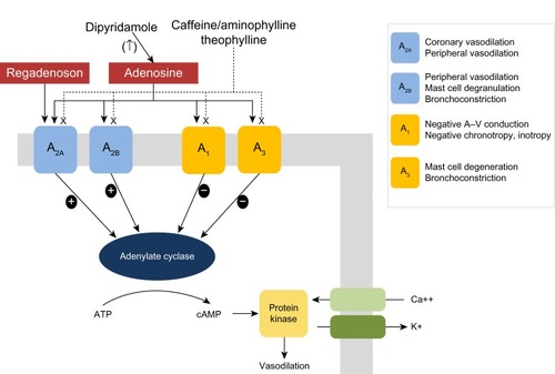 Figure 1 Adenosine receptor subtypes, mechanisms of action, and clinical effects.