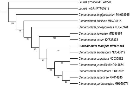 Figure 1. The ML phylogenetic tree for C. tenuipile based on the complete chloroplast genome sequences. The Laurus species was set as an outgroup.