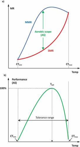 Figure 1. (a) Changes in standard metabolic rate (SMR) and maximum metabolic rate (MMR) and aerobic scope (AS) as a function of temperature in fish; (b) Performance curve as a function of temperature. Performance is maximal at an optimal temperature (Topt). Performance can no longer be sustained at temperatures below the minimal critical temperature (CTmin) or beyond the maximal critical temperature (CTmax) [based on [Citation18]]