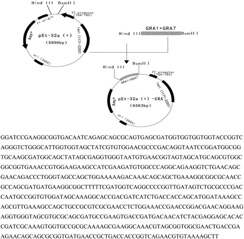 Figure 3. The construction of pET-32a(+)-GRA recombinant plasmid. The sequences of GRA were obtained, TAA were inserted at its 3′ end and BamH1 and EcoR1 restriction sites were inserted at its 5′ and 3′ ends, respectively. The total length of the sequence was 663 bp.