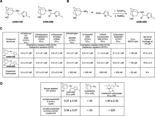 Figure 1. Synthesis and antiviral activity of UAWJ280. (A) Structures of UAWJ106 and UAWJ280. (B) Synthesis of UAWJ280. (C) Antiviral activity of UAWJ280 against clinical isolates of IAVs. aResults for UAWJ106 and oseltamivir carboxylate were obtained from the previous study [Citation17]. (D) Antiviral activity of UAWJ280 against mouse-adapted IAVs used in the in vivo study.