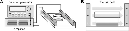 Figure 1 Schematic diagram of the experimental setup.