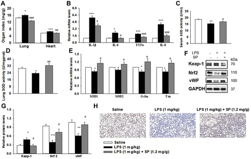 Figure 2 SP treatment dampens inflammation and oxidative stress, amplifies Nrf2 activation and vascularization in LPS-treated neonatal mice lung. When the newborn mice were at day of life 6, they received intraperitoneal injection of 1 mg/kg LPS, whereas the control mice received an equal volume injection of sterile saline solution. The LPS group were then randomly divided into two groups that received vehicle or sodium propionate (1.2 mg/g) for 7 d. (A) Effect of SP on lung and heart organ index. (B) Effect of SP on the mRNA expressions of inflammatory cytokines. (C and D) Effect of SP on serum and lung SOD activity, respectively. (E) Effect of SP on the mRNA expressions of SOD1, SOD2, Gclm and Txn. (F) Representative images of Western blots. (G) The protein levels of Keap-1, Nrf2 and vWF. (H) Immunohistochemistry for vWF in the lung section. *P<0.05 vs saline; **P<0.01 vs saline; ***P<0.001 vs saline; #P<0.05 vs LPS; ##P<0.01 vs LPS; ###P<0.001 vs LPS. Values are mean±SE, n=6 per group.