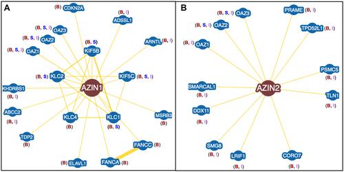 Figure 4 Protein Interactome of AZINs. (A) AZIN1 interactome showing 18 different proteins from three different databases. Only protein interactors with experimental data are shown here. The letters B, S, and I correspond to BioGRID, STRING, and IntAct databases. (B) AZIN2 interactome showing 12 different proteins from three different databases.