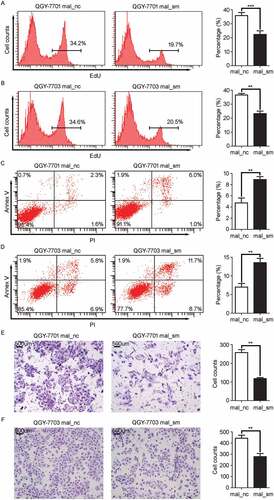 Figure 2. MALAT1 suppresses cell apoptosis while promotes proliferation, invasion of HCC cells. HCC cells, QGY-7701 and QGY-7703, were transfected with negative control (mal_nc) or MALAT1 smart silence (mal_sm) at 50nM for 48h. A-B) QGY-7701 A) and QGY-7703 B) cell growth were measured by EdU incorporation. C-D) Apoptotic QGY-7701 C) and QGY-7703 D) cells were analyzed by FACS. The AnnexinV positive cells were regarded as apoptosis cells. E-F) The invasive ability of QGY-7701 E) and QGY-7703 F) cells were evaluated by in vitro invasion assays. Scale bar = 500 μm. Data are shown one representative experiment. Similar results were obtained in at least three independent experiments.