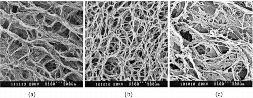 Figure 1. SEM of the porous scaffolds (a) collagen scaffold without crosslinking, (b) collagen scaffold after cross-linked by formaldehyde, (c) collagen-CS scaffold after cross-linked by EDC.