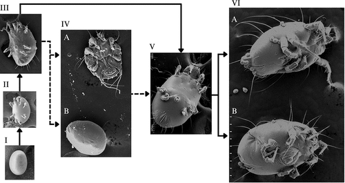 Figure 1. The life cycle of C. krombeini showing all of the possible developmental pathways. The solid arrows indicate development to adulthood when resources are readily available. The dashed arrows indicate development to adulthood when the heteromorphic deutonymph is necessary. The inert deutonymph can develop when there is a decrease in humidity or food resources. The phoretic deutonymph has synchronous development with the bee host and can develop as the be reaches later development stages, such as late larval or the pupa stages. (I) Egg (X500); (II) larva (X300); (III) protonymph (X200); (IV) heteromorphic deutonymph, (IVA) phoretic deutonymph, (IVB) inert deutonymph (X150); (V) tritonymph (X300); (VI) adults (VIA) adult male, (VIB) adult female (X120). Images are not to scale.