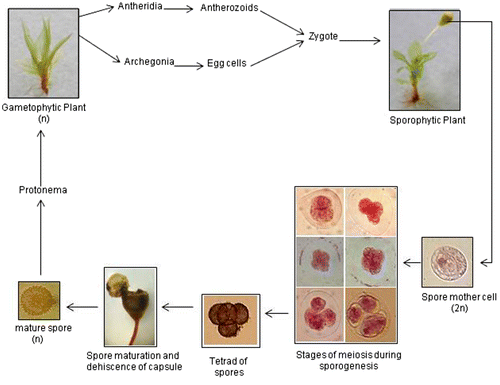 Figure 2. Life-cycle of Physcomitrium eurystomum Sendtn.