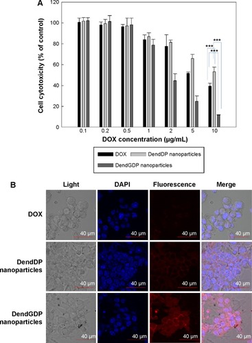 Figure 4 Anticancer activity in CT26 colorectal carcinoma cells.Notes: (A) Cell growth. (B) Fluorescence intensity in CT26 cells. ***P<0.001Abbreviations: DendGDP, dendrimer-MPEG-DOX conjugate with GFLG peptide linkage; DendDP, dendrimer-MPEG-DOX conjugate; DOX, doxorubicin; MPEG, methoxy poly(ethylene glycol); GFLG, Gly-Phe-Leu-Gly; DAPI, 4,6-diamidino-2-phenylindole.