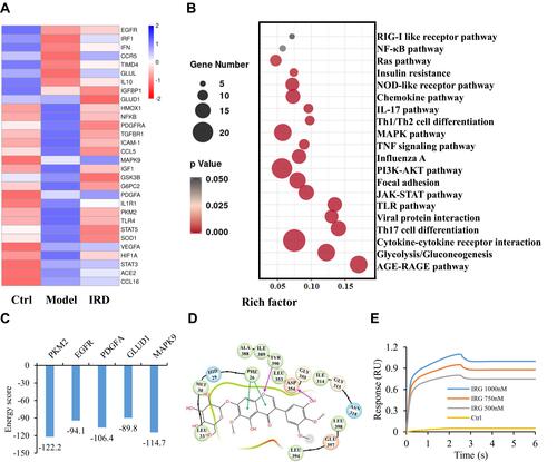 Figure 5 PKM2 was one of the main targets of IRD. (A) The heatmap analysis of the top 30 differentially expressed mRNAs (DEM). Statistical significance was defined as adjusted P-value<0.05 and biological significance was defined as FC>2.0 according to |log2FC|>1.0. (B) The high transcripts of DEM involved into top-20 hits of different metabolism pathways. (C) The top five potential targets of IRD predicted by reverse molecular docking technology. (D) The structure of PKM2 domain bound to IRD with the active sites. (E) The molecule interactions between PKM2 and IRD analyzed by surface plasmon resonance technology.